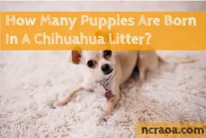 Chihuahua litter size