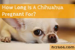 Chihuahua pregnant calendar