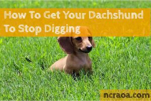 Dachshund in grass