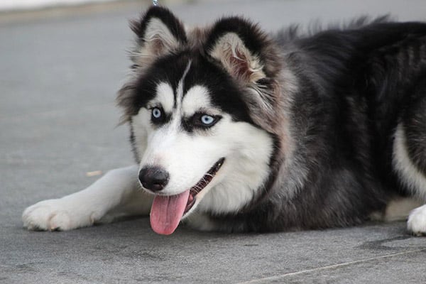 adult husky dog