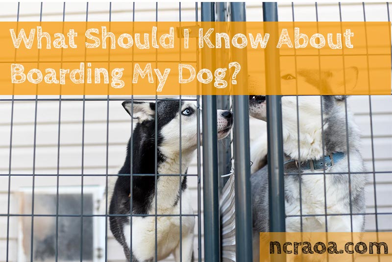 What Should I Know About Boarding My Dog? | National Canine Research