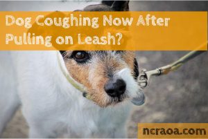 dough coughling leash