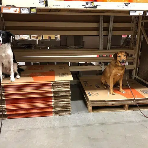 are dogs allowed in home depot 2021