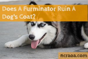 furminator ruins dogs coat