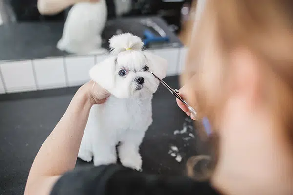 maltese dog getting haircut