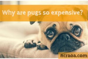 why are pugs expensive