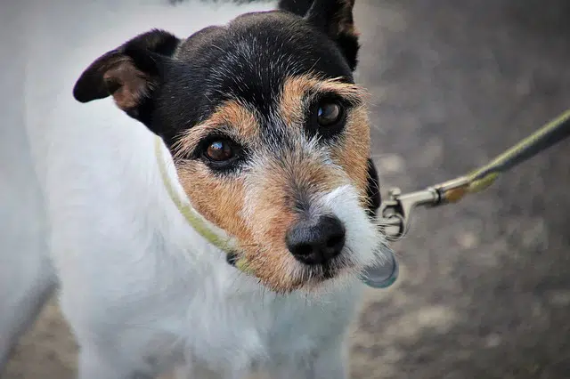 sad dog on leash