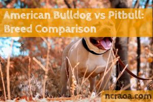 american bulldog vs pitbull terrier