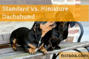 Standard Vs. Miniature Dachshund