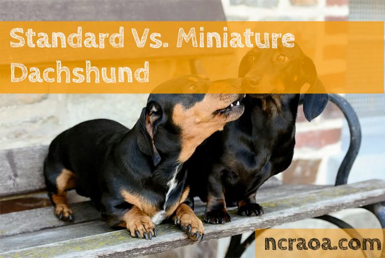 Standard Vs. Miniature Dachshund Is There Really A Difference? National Canine Research