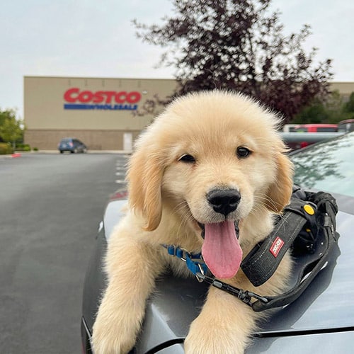 dog at costco