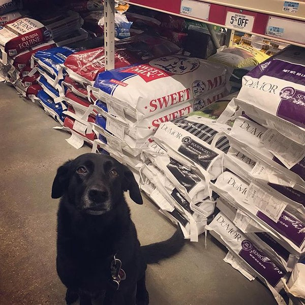 dog in aisle at tractor supply store