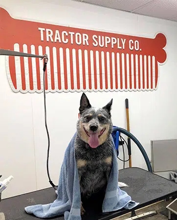 dog at tractor supply