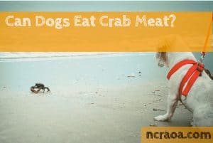 dog watching crab