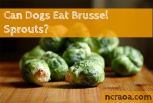 dogs eat brussel sprouts