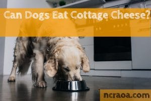 dogs eat cottage cheese