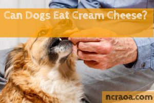 dogs eat cream cheese