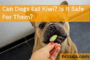 dogs eat kiwi