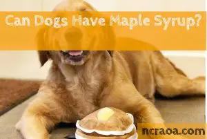 dogs have maple syrup