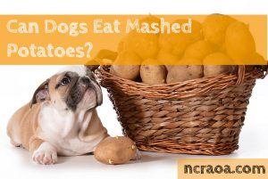 dogs eat mashed potatoes