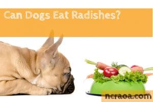 dog eat radishes