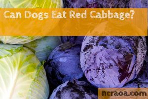 dogs eat cabbage