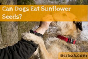 dogs eat sunflower seeds