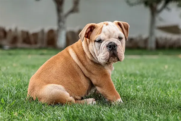 english bulldog puppy