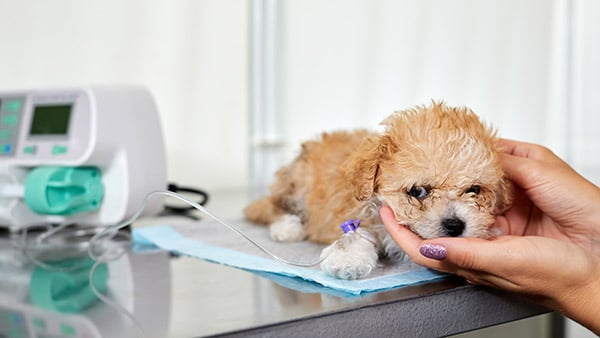 sick puppy at vet getting infusion