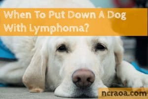 put down dog with lymphoma