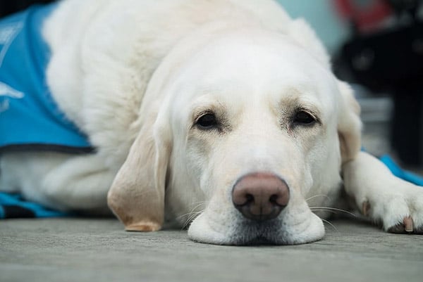 sick labrador retriever