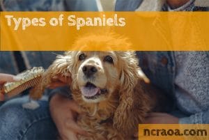 types of spaniels