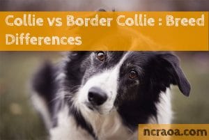 Collie vs Border Collie : Breed Differences