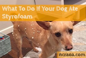 dog ate styrofoam