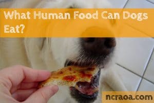dog eat human food