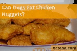 dogs eat chicken nuggets