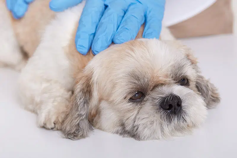 vet with sick pekingese dog