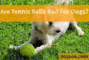 tennis balls bad for dogs