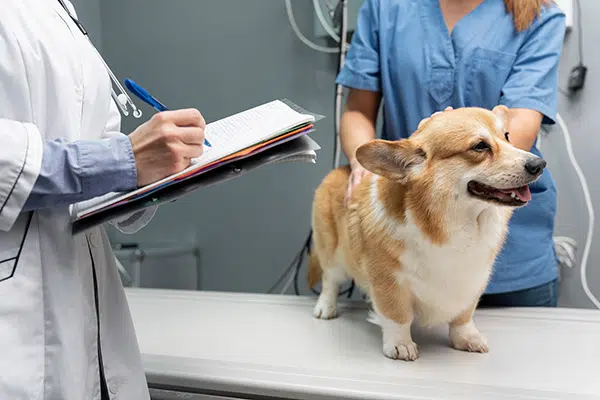 vet taking care of sick corgi