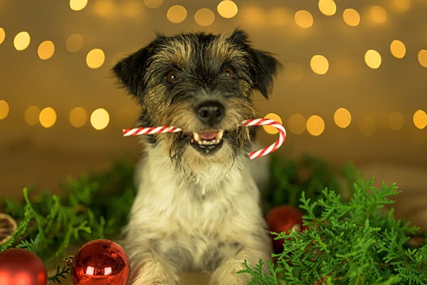 cute dog with candy cane