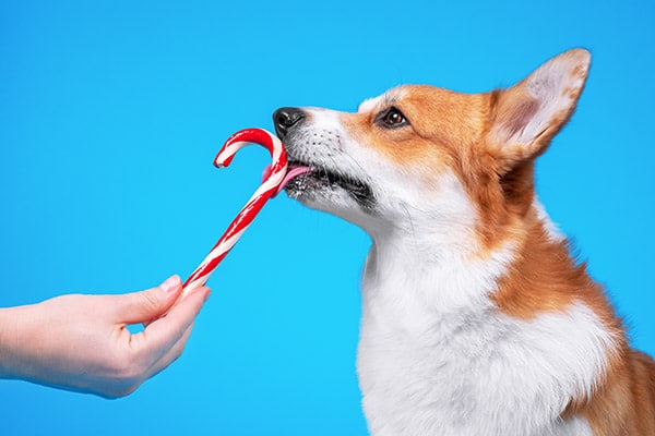 dog licking candy cane