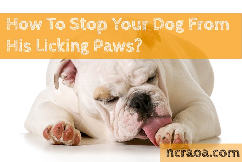 How To Stop Your Dog From Licking Paws | National Canine Research ...