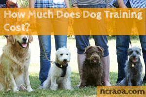 dog training cost