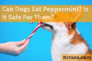 dogs eat peppermint