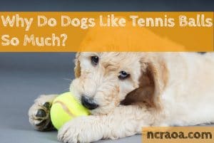 dogs love tennis balls