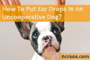 ear drops dog