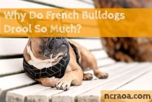 french bulldog drool