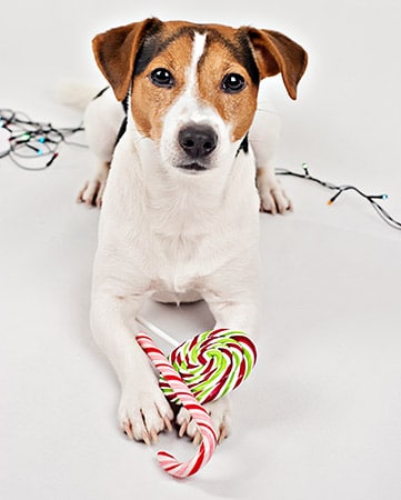 jack russell with candy cane