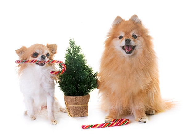 dogs with candy canes