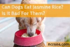 dog eating jasmine rice